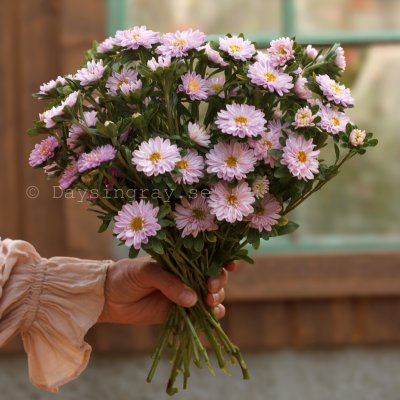 Zoom bild av Aster Callistephus chinensis Confetti