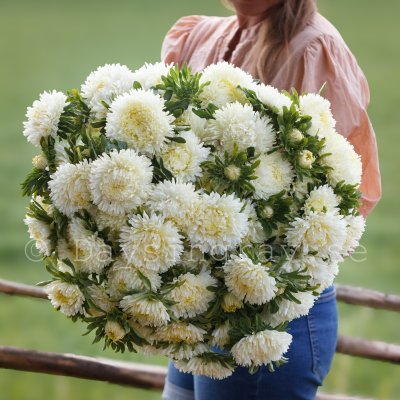 Zoom bild av Aster Callistephus chinensis Lady Coral Cream white