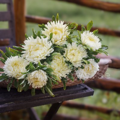 Zoom bild av Aster Callistephus chinensis Lady Coral Cream white