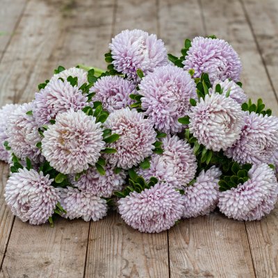 Zoom bild av Aster Callistephus Chinensis Lady Coral Lavender