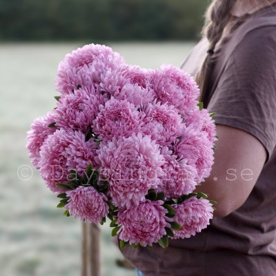Aster syringa light rose