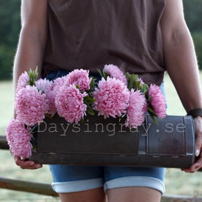 Aster syringa light rose