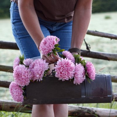 Aster syringa light rose