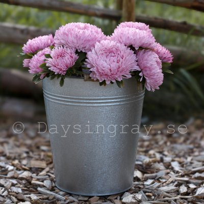 Aster syringa light rose