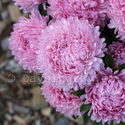 Aster syringa light rose
