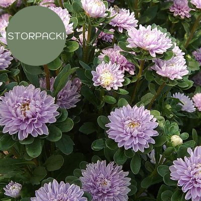 Zoom image of Aster Callistephus chinensis Trobador Lavender