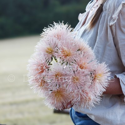 Zoom image of Aster Callistephus chinensis Valkyrie Chamois