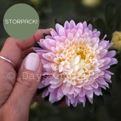 Zoom image of Aster Callistephus chinensis Balloon Appleblossom sommaraster