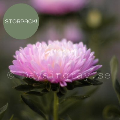Zoom image of Aster Callistephus chinensis Balloon Appleblossom sommaraster