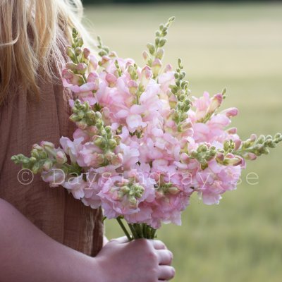 Lejongap Antirrhinum majus Avignon Silver II