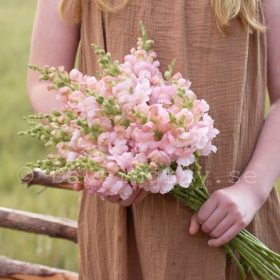 Lejongap Antirrhinum majus Avignon Silver II