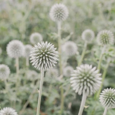 Zoom bild av Blå bolltistel Echinops bannaticus Star Frost
