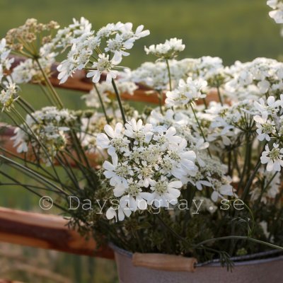 Zoom bild av Blomsterkörvel - Orlaya Grandiflora White Lace