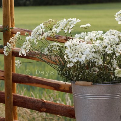 Zoom bild av Blomsterkörvel - Orlaya Grandiflora White Lace