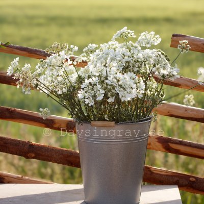 Zoom bild av Blomsterkörvel - Orlaya Grandiflora White Lace
