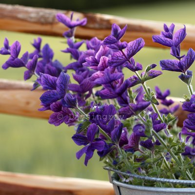 Zoom bild av Broksalvia Salvia horminum Oxford Blue