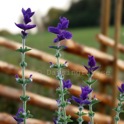 Zoom bild av Broksalvia Salvia horminum Oxford Blue