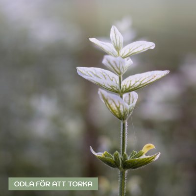 Zoom bild av Salvia horminum white swan Broksalvia