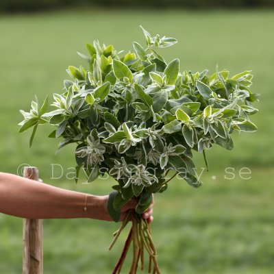 Euphorbia marginata Mountain Snow