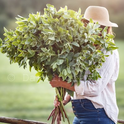 Euphorbia marginata Mountain Snow