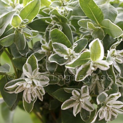 Euphorbia marginata Mountain Snow