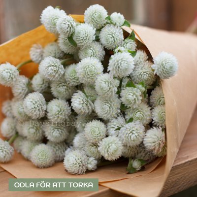Zoom image of Globe Amaranth Gomphrena globosa Qis white