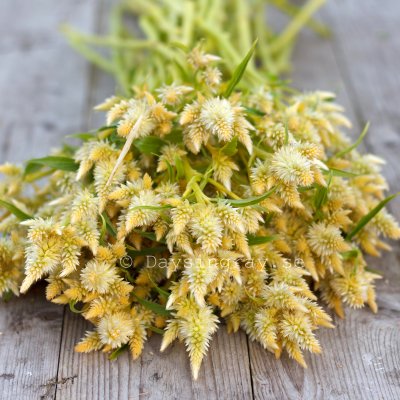 Zoom bild av Celosia Spicata celway White