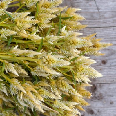 Zoom bild av Celosia Spicata celway White