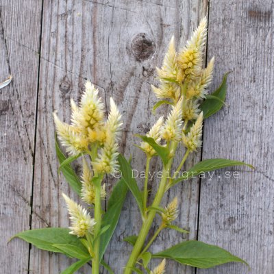 Zoom bild av Celosia Spicata celway White
