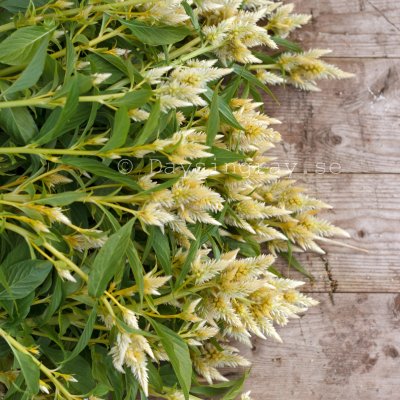Zoom bild av Celosia Spicata celway White