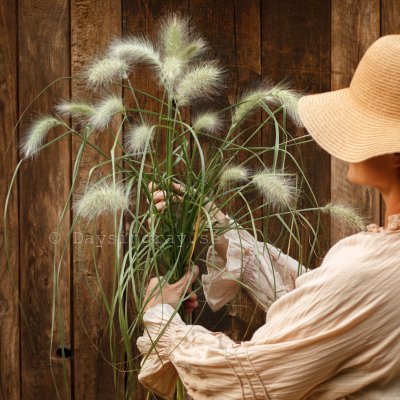 Zoom bild av Dunborstgräs Pennisetum villosum Fluffy