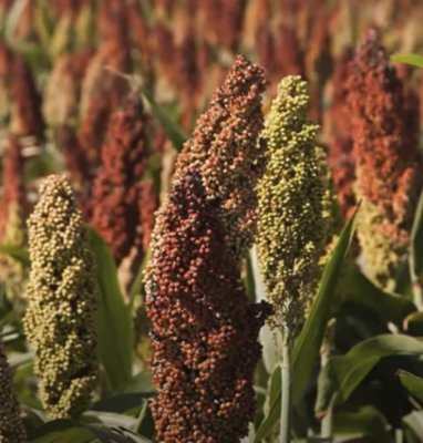 Zoom image of Sorghum nigricans Milaan Red