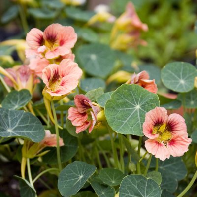 Zoom bild av Dvärgkrasse Tropaeolum nanum Ladybird Rose
