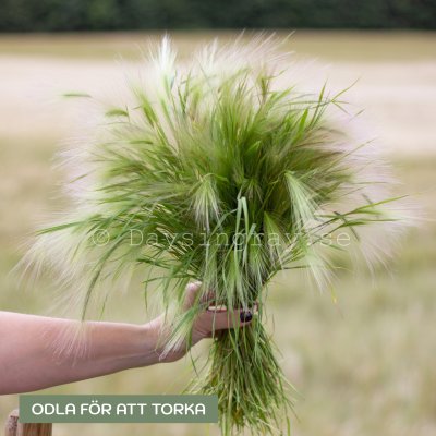 Zoom image of Foxtail Hordeum jubatum