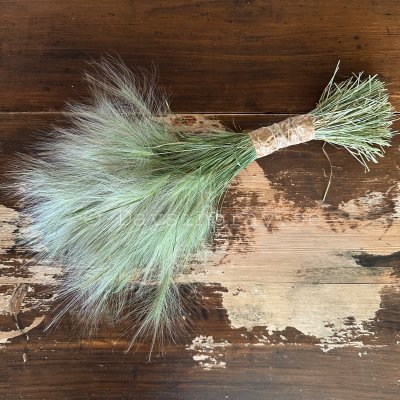 Zoom image of Foxtail Hordeum jubatum