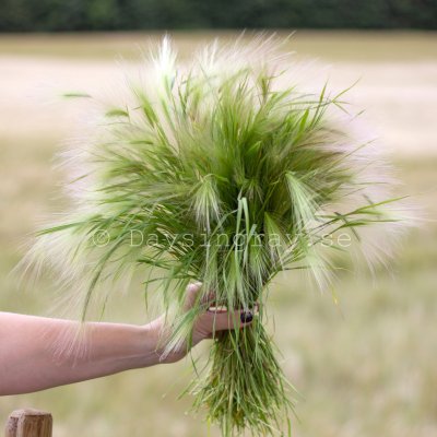Zoom image of Foxtail Hordeum jubatum