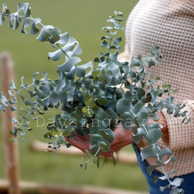 Eucalyptus Pulverulenta Baby Blue Spiral