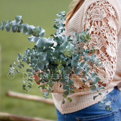Eucalyptus Pulverulenta Baby Blue Spiral