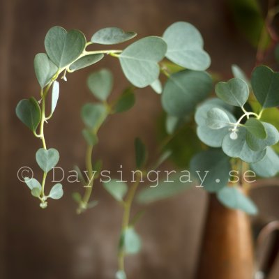 Eucalyptus websteriana Heart leaf mallee