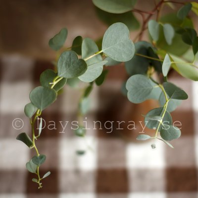 Eucalyptus websteriana Heart leaf mallee