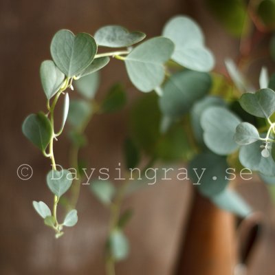 Eucalyptus websteriana Heart leaf mallee