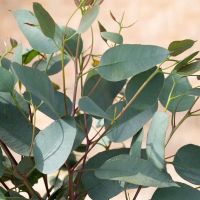 Zoom bild av Eucalyptus Melanophloia
