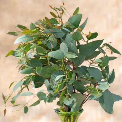 Zoom bild av Eucalyptus Melanophloia