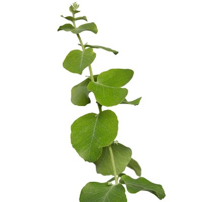 Zoom image of Eucalyptus populnea