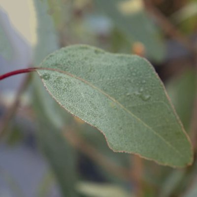 Eucalyptus populnea Murray