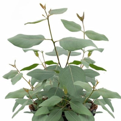 Eucalyptus populnea Murray