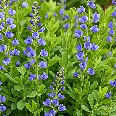 Zoom bild av Färgväppling Baptisia australis Caspian Blue