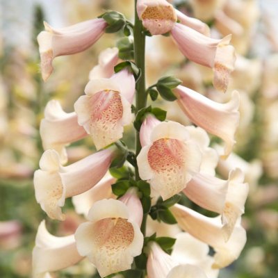 Zoom image of Fingerborgsblomma Digitalis purpurea Dottie Peach