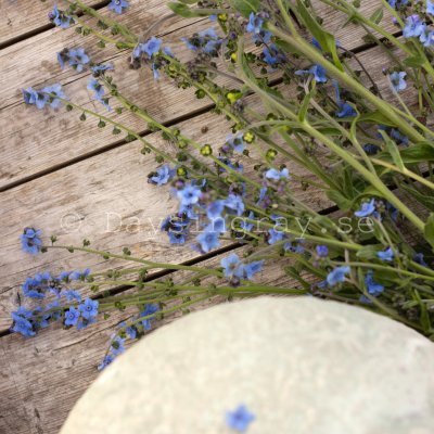 Zoom bild av Kinesisk förgätmigej Cynoglossum amabile