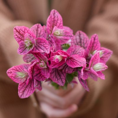 Zoom bild av Broksalvia Salvia Horminum Pink Sundae